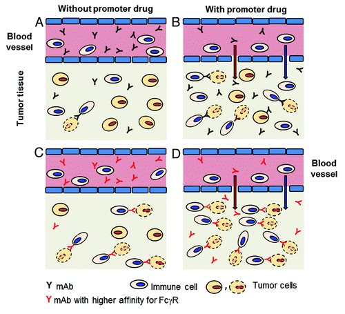 Figure 1. Improving accumulation and interactions between mAbs and immune cells in tumors. (A) In tumor tissues levels of mAbs or immune cells may be too low to interact and kill tumor cells by ADCC or phagocytosis. (B) In the presence of promoter drug(s) tumor accumulation of mAbs or immune cells may achieve levels sufficient to interact and kill some tumor cells (tumor cell with dotted contour). (C) In the presence of mAbs binding with higher affinity to FcγR-positive immune cells, interactions may take place and kill some tumor cells. (D) In the presence of promoter drug(s) and mAbs binding with higher affinity to FcγR-positive immune cells, a higher number of interactions may take place than with either approach alone, and a large number of tumor cells may be killed.