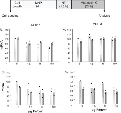 Figure 4 MRP 1 and 3 expression pattern after combining treatment of cells with MNP, hyperthermia, and mitomycin C: a decrease in MRP 1 mRNA as well as MRP1 and MRP 3 protein expression takes place.Notes: After exposure to magnetic nanoparticles (up to 150 μg Fe/cm2 for 22.5 hours), BT-474 cells were treated with hyperthermia (43°C, 90 minutes), followed by mitomycin C (1.5 μg/cm2, 24 hours). Afterwards, cells were immediately harvested (0 hours posthyperthermia), mRNA and protein were isolated, and finally RT-PCR or SDS-PAGE/immunoblotting were performed. Semiquantitative analysis of MRP 1 and 3 specific PCR products (286 and 322 bp, respectively) separated in agarose gel electrophoresis (top panel) and of corresponding MRP-specific protein bands in immunoblots (190 kDa) (bottom panel). Expression was given in percent of nontreated controls. Data was additionally normalized to GAPDH. Bars indicate mean of two independent experiments, both experimental values are indicated by symbols. Light and dark bars: cells without and with hyperthermic treatment, respectively.Abbreviations: MRP, multidrug resistance protein; RT-PCR, reverse transcription polymerase chain reaction; SDS-PAGE, sodium dodecyl sulfate-polyacrylamide gel electrophoresis.