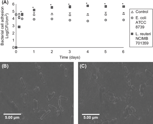 Figure 5. Effect of daily administration of L. reuteri NCIMB 701359 on bacterial cell adhesion in a gut bacterial adhesion model packed with mucin–alginate beads coated with E. coli ATCC 8739. (A) Bacterial cell adhesion was determined using plate counting and expressed as log (CFU/cm2). (B-C) Scanning electron microscope (SEM) images of mucin–alginate beads coated with E. coli ATCC 8739: (B) Control after 1 day incubation and (C) 1 day incubation after administration of L. reuteri NCIMB 701359. On time 0, the model was packed with mucin–alginate beads coated with E. coli ATCC 8739. Culture media was inoculated daily with a 1% (v/v) inoculum of L. reuteri NCIMB 701359. The model was incubated at 37°C. In the control, there was no administration of L. reuteri NCIMB 701359. All experiments were conducted in triplicates. Values are expressed as means ± SEM. *Indicates statistical significance (p < 0.05).