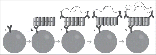 Figure 1. Schematic illustration of SP-PLA. (A) Captured antibodies are immobilized on paramagnetic beads. (B) When the sample is incubated with the beads, the targeted PrPs are captured. (C) The same clone of antibody is combined with streptavidin-DNA oligonucleotide conjugates to create PLA probes that are incubated with the captured targets. (D) Oligonucleotides attached to antibodies that have bound in close proximity to each other are joined by enzymatic ligation in the presence of a connector DNA oligonucleotide. (E) Only ligated oligonucleotide reporter molecules can be amplified, detected, and quantified by real-time quantitative PCR.