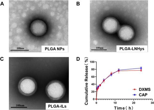 Figure 2 The characterization of nanocarriers and in vitro release of DXMS/CAP@PLGA-ILs. (A) TEM of PLGA NPs (Scale bars: 100 nm). (B) TEM of PLGA-LNHys (Scale bars: 100 nm). (C) TEM of PLGA-ILs (Scale bars: 100 nm). (D) In vitro DXMS and CAP cumulative release profiles under PBS. Data were expressed as mean ± SD (n = 3).