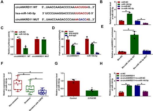 Figure 3 CircANKRD11 directly bound to miR-145-5p in HPMECs. (A) Circinteractome online database was employed to predict the binding sites between circANKRD11 and miR-145-5p. (B) MiR-145-5p expression was detected by qRT-PCR in HPMECs transfected with miR-NC, miR-145-5p, in-miR-NC or in-miR-145-5p. (C–E) Dual-luciferase reporter, RIP and RNA pull-down assays were employed to demonstrate the binding relationship between circANKRD11 and miR-145-5p in HPMECs. (F) MiR-145-5p expression was detected by qRT-PCR in the lung tissues of non-smokers (N=10), smokers without COPD (N=17) and smokers with COPD (N=21). (G) MiR-145-5p expression was determined by qRT-PCR in 2.5% CSE-treated HPMECs and untreated HPMECs. (H) The impacts between circANKRD11 silencing and miR-145-5p inhibitors on miR-145-5p expression were determined by qRT-PCR in HPMECs. *P<0.05.