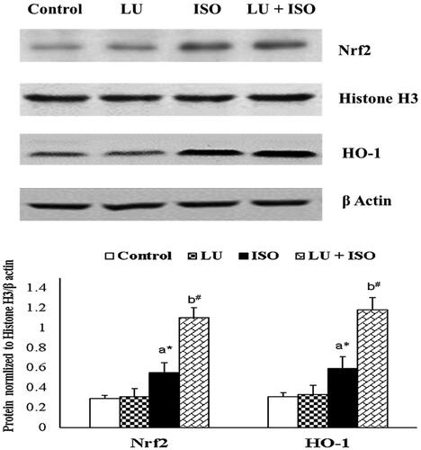 Figure 4. Effect of LU on protein expression of Nrf2 and HO-1. Values are presented as the mean ± standard error of mean (SEM). The probability value (p-value; #p < 0.01, *p < 0.05): where ‘a’ indicates the significant difference between the ISO group and the Control group, while ‘b’ indicates the significant difference between LU + ISO group and ISO-induced groups. LU: lutein; ISO: isoproterenol; Nrf2: nuclear factor erythroid 2-related factor 2, HO-1: heme oxygenase.