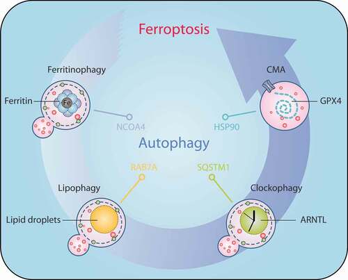 Figure 6. Mechanisms of autophagy-dependent ferroptosis. Several types of selective autophagy, including ferritinophagy, lipophagy, clockophagy, and CMA, promote ferroptotic cell death by inducing the degradation of ferritin, lipid droplets, ARNTL, and GPX4, respectively. Abbreviations: ARNTL, aryl hydrocarbon receptor nuclear translocator like; CMA, chaperone-mediated autophagy; GPX4, glutathione peroxidase 4; HSP90, heat shock protein 90; NCOA4, nuclear receptor coactivator 4; RAB7A, RAB7A, member RAS oncogene family; SQSTM1, sequestosome 1