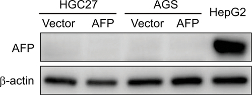 Figure S1 Impact of AFP overexpression on AFP protein expression in gastric cancer cells.