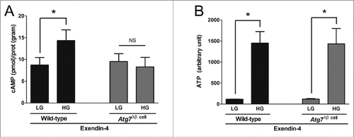 Figure 4. Glucose-stimulated cAMP production by incretin was impaired in Atg7Δβ cell islets. The Atg7Δβ cell and wild-type islets were treated with or without 50 nM of exendin-4 in vitro for 2 h (n of experiments > 6), and then glucose stimulation was performed. Cellular cAMP (A), and ATP contents (B) were measured under low glucose (LG, 1.5 mM) or high glucose (HG, 15 mM), and adjusted by cellular protein. * indicates significant difference (p < 0.05) by paired t-tests between LG and HG. NS indicates no significant difference.