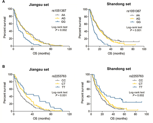 Figure 1 Kaplan–Meier curves of OS for TACE-treated HCC patients with various ADARB1 genotypes. (A) rs1051367 in Jiangsu set (left panel) or Shandong set (right panel). (B) rs2253763 in Jiangsu set (left panel) or Shandong set (right panel).