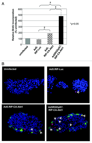 Figure 3. CA-Akt1 expression promoted β-cell proliferation in human islets in vitro. Human islets were infected with the specified vectors, and cultured in BrdU-containing media for 4 d. (A) Total BrdU incorporation in each group of islets as assessed with a cell-based ELISA kit (n = 5). The error bars represent standard deviation. (B) BrdU incorporation at cellular level was assessed by co-staining the islets with anti-GFP (green) and anti-BrdU (red) antibodies. Nuclei were stained with Hoechst. The arrows mark the BrdU+/GFP+ cells. More significant BrdU incorporation was detected in Ad5RGDpK7.RIP-CA-Akt1 infected islets.