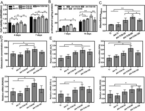 Figure 6 (A) Cell proliferation of MC3T3-E1 on different samples after four and seven days of cell culture (n=6). (B) ALP activity of MC3T3-E1 on different samples after seven and 14 days of osteogenic induction (n=6). (C) Mineralization level of MC3T3-E1 on different samples after 14 days of osteogenic induction (n=6). (D) OCN concentration of MC3T3-E1 on different samples after 14 days of osteogenic induction (n=6). (E) The osteogenic related gene expression of different samples at seven days (n=6). *P<0.05, **P<0.01.