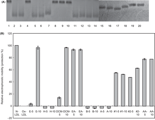 Figure 2.  The relative electrophoretic mobility (REM) of human LDL incubated with Cu2+ and with or without extracts and 1 and 2 from Caesalpinia sappan L. (CSL). LDL (120 μg/mL) was oxidized with 10 μM CuSO4 at 37°C in the presence of CSL extracts for 12 h. (A) Lane 1: native LDL; lane 2: LDL and Cu2+; lanes 3, 4: LDL and Cu2+ and 5, 10 μg of E; lanes 5, 6: LDL and Cu2+ and 5, 10 μg of H; lanes 7, 8: LDL and Cu2+ and 5, 10 μg of DCM; lanes 9, 10: LDL and Cu2+ and 5, 10 μg of EA; lanes 11, 12: LDL and Cu2+ and 5, 10 μg of B; lanes13, 14: LDL and Cu2+ and 5, 10 μg of A; lanes 15, 16: LDL and Cu2+ and 5, 10 μg of sappanchalcone (#1); lanes 17, 18: LDL and Cu2+ and 5, 10 μg of 3′-deoxy-4-O-methylepisappanol (#2); lanes 19, 20: LDL and Cu2+ and 5, 10 μg of AA. (B) Protection rate (%); each value represents the mean ± SE of triplicate measurements.