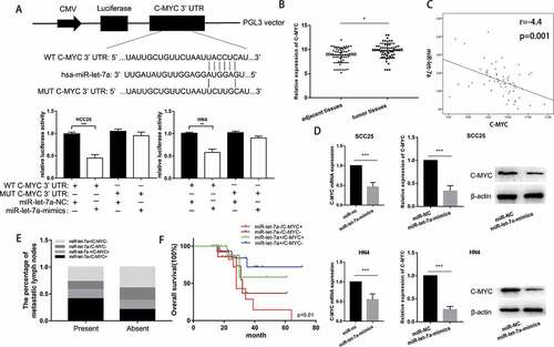 Figure 4. c-Myc is a direct target of miR-let-7a in OSCC cell lines. (a) miR-let-7a and its putative binding sequence in the wild-type and mutant 3′-UTR of c-Myc, Overexpression of miR-let-7a significantly decreased the luciferase activity that carried wild type (WT) but not mutant type (MUT) 3′-UTR of c-Myc in HCC-25, HN4 cells. (b) Expression of c-Myc was upregulated in 60 paired OSCC tissues compared with adjacent normal tissues (c) c-Myc was negatively correlated with miR-let-7a. (d) Expression of c-Myc in HCC-25, HN4 cells transfected with miR-let-7a-mimics or miR-NC was detected by qRT-PCR and western blot, Overexpression of miR-let-7a markedly suppressed the mRNA and protein levels of c-Myc in HCC-25, HN4 cells. (e) The correlation between miR-let-7a/c-Myc co-expression and the percentage of metastatic lymph nodes. (f) Overall survival of OSCC patients. Patient groups were separated based on expression status of miR-let-7a and c-Myc. All assays in this part were performed in triplicates.