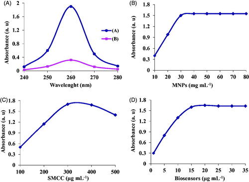 Figure 3. (A) Efficiency of biosensors conjugation, (B) optimization of MNPs concentration, (C) optimization of SMCC concentration, and (D) optimization of biosensors concentration.