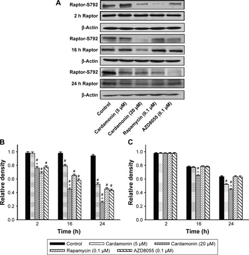 Figure 2 Cardamonin downregulated the expression of Raptor-S792 and total Raptor.