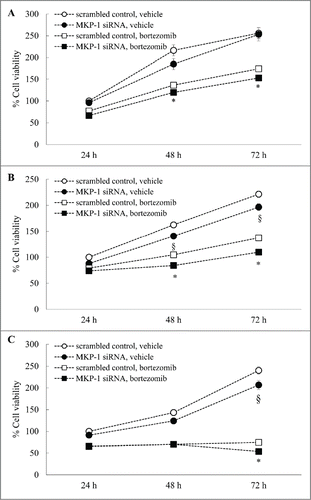 Figure 8. Reducing MKP-1 by siRNA has an impact on the effects of proteasome inhibition on MCF-7 and MDA-MB-231 breast cancer cell growth, but not control cells (MCF-10A). (A) MCF-10A, (B) MCF-7 and (C) MDA-MB-231 cells were transfected with scrambled control or MKP-1 siRNA for 24 h in antibiotic-free media. Media was then changed to antibiotic-containing media containing vehicle or bortezomib (10 nM) and cell viability measured by MTT assay at 24, 48 and 72 h. Results are expressed as% cell viability compared to cells transfected with scrambled control and treated with vehicle at 24 h (designated as 100%). Statistical analysis was performed using 2-way ANOVA then Bonferroni's post-test, where § denotes a significant effect of MKP-1 knockdown on cell viability, and * denotes enhanced bortezomib-induced effects in cells transfected with siRNA against MKP-1 (P < 0.05).