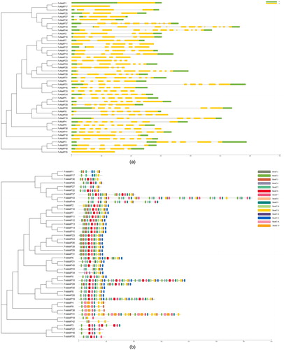 Figure 2. a Phylogenetic tree and gene structure of strawberry AAAPs. Phylogenetic tree analysis derived from neighbor-joining methods of FvAAAP proteins. Bootstrap values by using 1000 replicates are indicated at each node. Analysis of exon-intron structures of FvAAAP genes. Their Exon/intron organizations are represented by yellow box and black lines, respectively. UTR are displayed using green box. b Phylogenetic tree and motif patterns of strawberry AAAPs. Phylogenetic tree analysis derived from neighbor-joining methods of FvAAAP proteins. Bootstrap values by using 1000 replicates are indicated at each node. Summary for the distribution of conserved motifs identified from 45 FvAAAP proteins by each group given separately. Every motif is represented by a number in color box.
