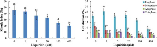 Figure 1. Mitotic index and mitosis process in root tip cells of lettuce seedlings after treatments with liquiritin. The results presented are mean of three replicates ± SE, different letters denote significant differences at p < .05 according to oneway ANOVA with an LSD test.