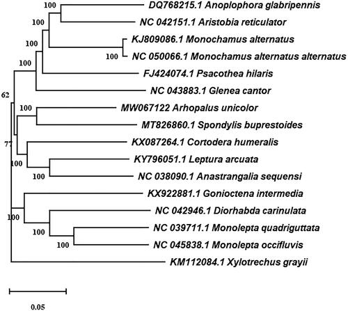 Figure 1. Neighbor-joining tree of the Arhopalus unicolor and related 15 different species of Coleoptera based on the genome sequence. Numbers labeled on the branch are bootstrap values.
