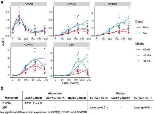 Figure 5. Temporal expression profiles of adipogenic markers A: Normalized gene expression (ΔΔCt) relative to housekeeper genes (18S, PGK1, PPIA and UBC) plotted at days 0, 2, 4, 7 and 10 with loess smoothed lines (n = 4). B: Table of significant differences based on two-way ANOVAs. HG+H, High Glucose (17.5 mM) plus Hormones throughout; HG+FA, High Glucose plus FAs throughout; LG+FA, Low Glucose (5 mM) plus FAs throughout.