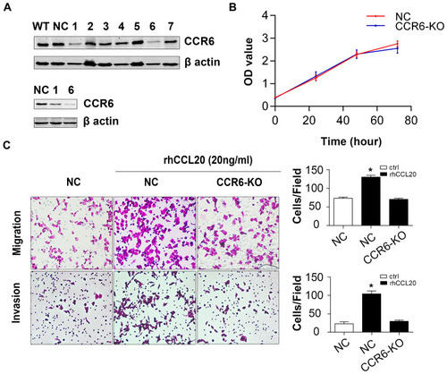 Figure 4 Knockout of CCR6 inhibits CCL20-mediated migration and invasion of ovarian cancer cells.