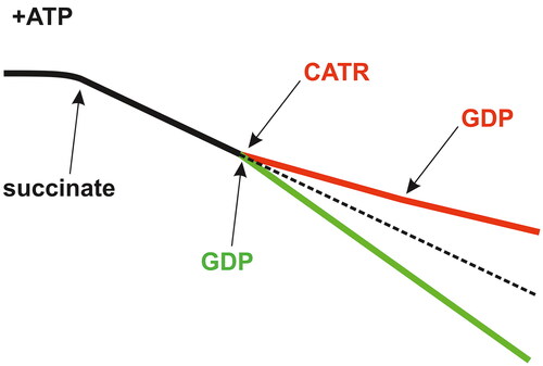 Figure 5. Inhibition of GDP metabolism in mitochondria by carboxyatractyloside (CATR). In mitochondria isolated from different sources, i.e., amoeba, yeast, potato and mammalian cells/tissues, including those from rat kidneys, CATR treatment inhibits GDP metabolism in the presence of ATP, mainly mtNDPK-sustained GDP transphosphorylation. Therefore, the schematic shows that basal mitochondrial respiration (black trace) is never increased (red trace) upon acute exposure to this glycoside followed by GDP addition. In contrast, in the absence of CATR, OXPHOS is induced after the application of GDP, which is observed as accelerated oxygen consumption (green trace) because mtNDPK generates an ADP pool, i.e., ATP + GDP → ADP + GTP. Solid/dashed black trace: conditions without CATR and exogenous ADP/GDP. In rat kidney mitochondria, 0.8 or 1 mM ATP and 1 mM GDP were used (Woyda-Ploszczyca and Jarmuszkiewicz Citation2014a). Succinate serves as an exogenous respiratory substrate in the absence of oligomycin. These types of traces can be recorded with Clark oxygen electrodes. O2 uptake values, which are usually reported in nanomoles O per minute per milligram of protein, are intentionally omitted as they may substantially differ depending on the species. The figure was created by the author with CorelDRAW.