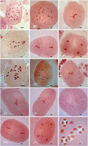 Figure 1. Somatic chromosomes and meiotic behaviour in Ipomoea: (a–f) I. clarkei (a) mitotic metaphase (2n = 30); (b) PMC at diakinesis (n = 15); (c) PMC at metaphase-I; (d) PMC at early anaphase-I; (e) PMC at metaphase-II; (f) PMC at anaphase-II. (g-o) I. diversifolia (g) mitotic metaphase (2n = 28); (h) PMC at diakinesis (n = 14); (i-k) PMCs at metaphase-I showing precocious separation of chromosomes; (l) PMC at anaphase-I; (m) PMC at metaphase-II; (n) PMC at anaphase-II; (o) decussate tetrads. Bars: 5 μm.