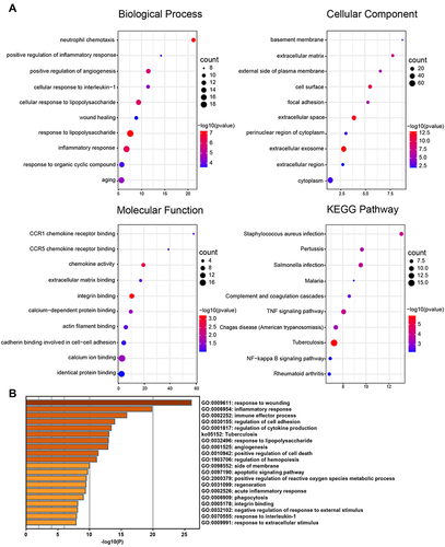 Figure 3 Functional Enrichment Analysis of DEGs. (A) Bubble plot of GO and KEGG enrichment analysis results from the DAVID online website. (B) Bar graph of GO and KEGG enrichment analysis results from the online website of Metascape.