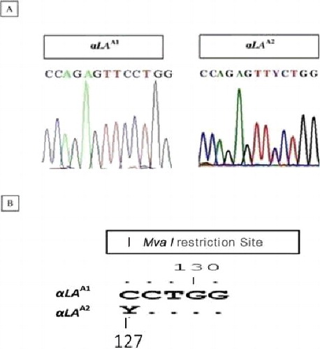 Figure 3. (A) Chromatograms showing disparities at the sequence level between αLA A1 and αLA A2 alleles. (B) MvaI restriction sequence within the respective alleles.