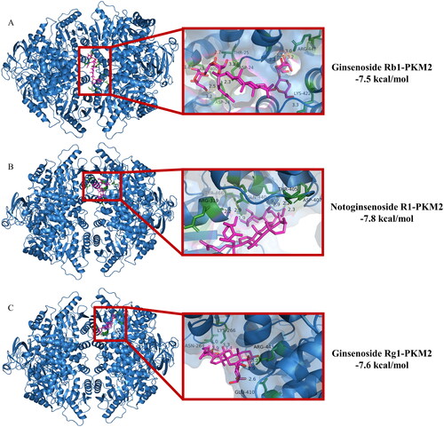 Figure 3. Interactions between PKM2 and ginsenoside Rb1, Rg1, and notoginsenoside R1 were examined by molecular docking. The interface is represented with a solid surface. PKM2 was represented with a cartoon and was colored blue. The binding residues was represented with cartoon and stick models and was colored green. Ginsenoside Rb1, Rg1, and notoginsenoside R1 was represented with sticks and was colored red. The hydrogen bonds were shown as yellow dotted lines.