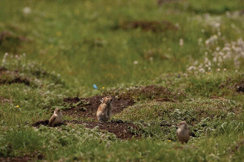 Photo 1.2. The plateau endemic birds (Montifringilla ruficollis Blanford) reuse the pikas’ burrows. Photo by Zhinong Xi.