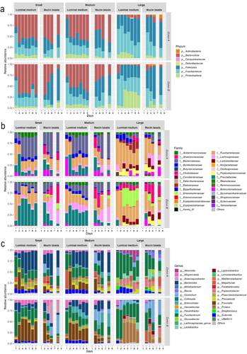 Figure 4. Impact of dog size on microbial composition in the CANIM-ARCOL. Fermentations were performed in the CANIM-ARCOL under three dog size conditions (i.e. small, medium, large), after inoculation with stools from medium size dogs (n = 2). Lumen and mucus-associated microbiota composition was analyzed by qPCR and 16S metabarcoding. Relative abundance of the main bacterial populations in both colonic microenvironments are represented at the phylum (a), family (b), and genus (c) levels.