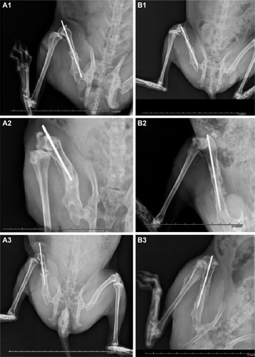 Figure 13 Radiographic assessments of rabbits’ left thighs.Notes: (A1) A rabbit in group A showed breakage of the middle femoral segment at 2-week follow-up. (A2) Some callus formation and migration of the K-wire were noted at 6-week follow-up. (A3) Nonunion of the femoral shaft and loosening of the K-wire were diagnosed at 12-week follow-up. (B1) A rabbit in group B showed adequate initial fracture fixation at 2-week follow-up. (B2) Partial callus formation was noted around the fracture site at 6-week follow-up. (B3) An adequate bone healing was noted at 12-week follow-up. Each frame rates one centimeter.Abbreviation: K-wire, Kirschner-wire.