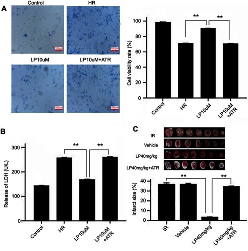 Figure 6 Cardioprotection of lycopene (LP) was abrogated by atractyloside (ATR). H9c2 cells were pretreated with 10 μM LP/20 μM ATR for 12 hrs, followed by 12-hr hypoxia/1-h reoxygenation (H/R). (A) H9c2 cell viability was assessed by trypan blue staining. Trypan staining can dye dead cells blue, and surviving cells were colored and transparent. Data were expressed as mean±standard SEM, n=3, **P<0.01. (B) LDH activity in culture medium. Data were expressed as mean±standard SEM, n=3, **P<0.01. (C) The rats were injected with 40 mg/kg/d LP for 5 consecutive days, at 24 hrs following the injection, the hearts were isolated and underwent 30-min ischemia/120-min reperfusion (IR). A total of 5 mg/kg atractyloside (ATR), an MPTP opener, was injected intraperitoneally at 30 mins prior to extraction of the heart. The myocardial infarct size was assessed by TTC staining. The non-infarction areas were stained red or pink, whereas the infarction areas were white or gray. Data were expressed as mean±standard SEM, n=6 per group, **P<0.01.