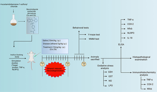 Figure 2 Experimental design.