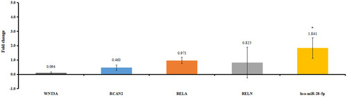 Figure 7 The in vitro validation of differentially expressed miRNAs and targeted differentially expressed mRNAs. Fold change >1 and fold change <1 represent up-regulation and down-regulation, respectively. *P<0.05.