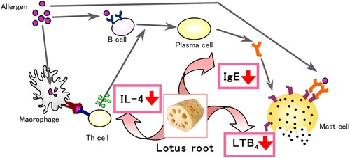 Figure 8. The mechanism of alleviation nasal allergy by lotus root powder. The lotus root powder could be related to the suppression of IL-4, IgE, and LTB4 production.