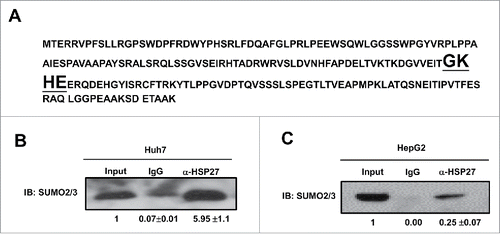 Figure 4. SUMO 2/3 directly binds HSP27 protein. (A) Shown is the amino acid sequence of HSP27 protein and the binding site of SUMO2/3 (bold and underlined fonts). Immunoprecipitation assay showed the interaction of SUMO2/3 with HSP27 in (B) Huh7 cells and (C) HepG2 cells. 20 μg of the whole cell lysate was served as the input control, and 2 μg of IgG control or α-HSP27 monoclonal antibody was used to precipitate the target protein HSP27, and after blotting, the SUMO2/3 antibody was incubated to detect the binding on HSP27 protein at dilution of 1:500. The ratios of SUMO2/3 in the IgG or α-HSP27 group to that in the input group for 3 independent experiments are shown as indicated below the blots.