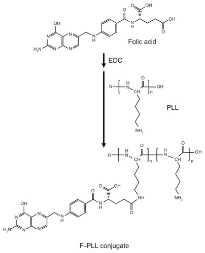 Figure 1 Schematic illustration of F–PLL conjugate synthesis.Abbreviations: EDC, 1-ethyl-3-(3-dimethylaminopropyl)carbodiimide; F-PLL, folatepoly(L-lysine).