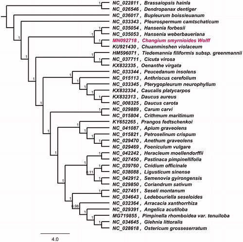 Figure 1. Phylogenetic tree inferred by maximum likelihood (ML) method based on 37 representative species. A total of 1000 bootstrap replicates were computed and the bootstrap support values are shown at the branches. GeneBank accession numbers were shown in Figure 1.