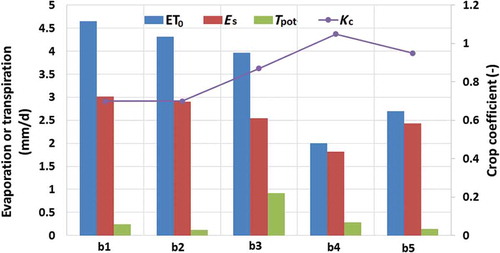 Figure 6. Variation in potential transpiration of carrot crops with crop coefficients.