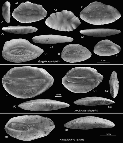Figure 6. Ophidiiform otoliths. A–E, Eurypleuron debilis n.sp., A = holotype (reversed), OU22808, Cosy Dell, F45/f0396, Duntroonian (A1 = anterior view, A3 = ventral view, A4 = outer face); B = paratype (reversed), OU22809, Cosy Dell, F45/f0396, Duntroonian (B2 = ventral view); C–E = paratypes (E reversed), NMNZ S.46915-17, Chatton, F45/f9668, Duntroonian (C2 = ventral view). F,G, Neobythites lindqvisti n.sp., Grindstone Creek, D46/f0054, Duntroonian, G = holotype (reversed), NMNZ S.46918 (G2 = anterior view, G3 = ventral view); F = paratype (reversed), NMNZ S.46919 (F2 = ventral view). H, Aotearichthys vestalis n.gen. n.sp., holotype, OU22810, Brydone, F46/f8492, Waitakian (H2 = ventral view).