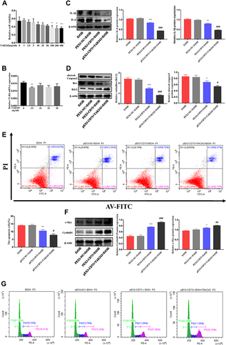 Figure 9 CD73 regulates the inflammatory response and apoptosis in EtOH treated RAW 264.7 cells through TLR4/MyD88/NF-κB. (A) Effect of different concentrations of TAK242 on RAW264.7 cell viability by CCK-8 assay. *P < 0.05, **P < 0.01 compared with 0 ng/mL. (B) The mRNA level of TLR4 in RAW264.7 cells. **P < 0.01 compared with 0 ng/mL. (C) The protein levels of IL-6 and IL-1β in RAW264.7 cells. (D) Expression of Bax, Bcl-2 and cleaved caspase-3 in RAW264.7 cells. (E) The apoptosis of RAW264.7 cells was determined by flow cytometry. (F) Expression of c-Myc and CyclinD1 in RAW264.7 cells. *P < 0.05, **P < 0.01, ***P < 0.001 compared with the pEX3-NC+EtOH group. #P < 0.05, ##P < 0.01, ###P < 0.001 compared with the pEX3-CD73+TAK242+EtOH group. (G) The proliferation of RAW264.7 cells was determined by flow cytometry.