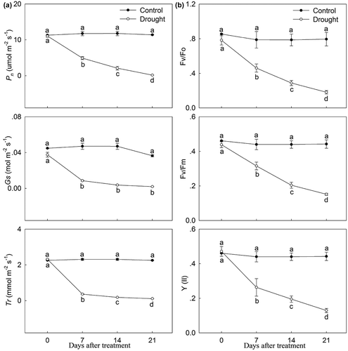 Figure 5. Photosynthetic characteristics and chlorophyll fluorescence parameter changes in drought-treated P. lactiflora and the Control. (a) Photosynthetic characteristics. (b) Chlorophyll fluorescence parameters. Values represent the mean ± standard deviation (SD) and letters indicate significant differences according to Duncan’s multiple range test (P < 0.05). Pn, net photosynthesis rate; Tr, transpiration rate; Gs, stomatal conduction; Fo, minimal fluorescence; Fv, variable fluorescence; Fm, maximum fluorescence; Y(II), photosynthetic efficiency of photosystem II.