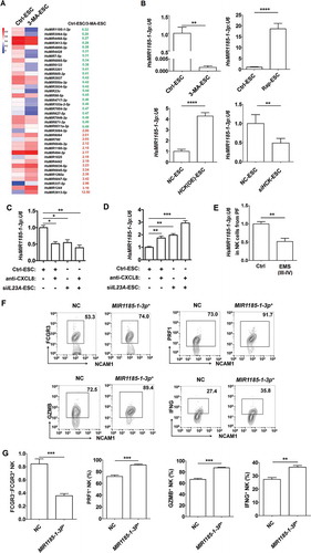 Figure 8. The FCGR3− NK cell differentiation in ELM is negatively regulated by MIR1185–1-3p. (a) The differential MicroRNAs (> 3-fold) in NK cells cocultured with Ctrl-ESC and 3-MA-ESC by microRNA 4.0 array. (b) The transcriptional levels of HsMIR1185-1-3p in NK cells (n = 6) were detected by RT-PCR, after coculture with Ctrl-ESC, 3-MA-ESC or Rap-ESC. In addition, the transcriptional levels of HsMIR1185-1-3p in NK cells (n = 6) cocultured with NC-ESC, HCK (OE)-ESC or siHCK-ESC were detected by RT-PCR (Student t test). (c,d) After coculture with Ctrl-ESC, IL23A (OE)-ESC, Ctrl-ESC plus CXCL8 protein (100 ng/ml) or IL23A (OE)-ESC plus CXCL8 protein (100 ng/ml), Ctrl-ESC, siIL23A-ESC, Ctrl-ESC plus anti-CXCL8 (2 µg/ml), or siIL23A-ESC plus anti-CXCL8 (2 µg/ml) for 48 h, the transcriptional levels of HsMIR1185-1-3p in NK cells (n = 6) were detected by RT-PCR (one-way ANOVA). (e) The transcriptional levels of HsMIR1185-1-3p in NK cells from healthy control (n = 6) and EMS patients (stage III and IV, n = 6) were detected by RT-PCR (Student t test). (f,g) FCM analysis of FCGR3, PRF1, GZMB and IFNG in NC NK cells (n = 6) and MIR1185-1-3p+ NK cells (n = 6) after coculture with normal ESCs (Student t test). NC, Ctrl NK cells transfected with control miRNA lentivirus; MIR1185-1-3p+, HsMIR1185-1-3p-overexpressing NK cells transfected with Mir-1185-1-3p mimic lentivirus. Data are expressed as the mean± SEM. *P < 0.05, **P < 0.01, ***P < 0.001 and ****P < 0.0001.