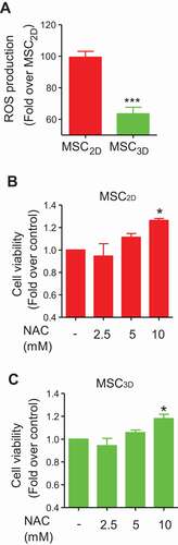 Figure 2. Decreased cell viability by ROS production in MSCs. (A) Intracellular ROS level was determined in MSC2D and MSC3D. Cells were incubated with 5-chloromethyl-2,7-dichlorodihydrofluorescein diacetate (CM-H2DCFDA) for 1 h and ROS level was evaluated by measuring the fluorescence of DCF, which is converted from CM-H2DCFDA upon oxidation. Values indicate the fold change relative to MSC2D and are expressed as mean ± SEM (n = 7). *** represents p < 0.001 compared with MSC2D. (B and C) Effects of NAC on cell viability of MSC2D and MSC3D were determined by MTS assay. MSCs were treated with different concentrations of NAC, a ROS scavenger, for 48 h and the cell viability was determined as described in methods section. Data are presented as the fold change compared to control group and expressed as mean ± SEM (n = 3 independent experiments). * represents p < 0.05 compared to the control group