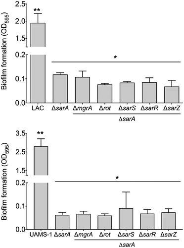 Figure 9. Relative impact of regulatory loci on biofilm formation. Biofilm formation was assessed in LAC (top), UAMS-1 (bottom), their isogenic sarA mutants, and isogenic sarA mutants with additional mutations in the genes encoding each of the other regulatory proteins examined in this study. Results are reported as the average ± standard error of the mean from two biological replicates, each of which included six experimental replicates. Asterisk indicates statistical significance by comparison to the results observed with the isogenic parent strain. Doubles asterisks indicate statistical significance by comparison to the isogenic sarA mutant