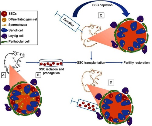 Figure 2 Classic mice model used for fertility restoration by SSC transplantation. (A) SSCs are located along the basement membrane of STs and surrounded by nursing Sertoli cells. Spermatogonia differentiate progressively into spermatozoa toward the lumina of STs. Myoid cells create a wall around the STs while Leydig cells reside in the testicular interstitium. (B) SSCs can be isolated and propagated in vitro. (C) Germ-cell depletion by busulfan treatment favors stem cell–niche colonization. (D) Transplantation of SSC to STs of germ cell-depleted mice to restore spermatogenesis.