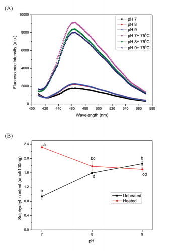 Figure 4. Changes in surface hydrophobicity (A) and reactive sulfhydryl content (B) of myosin (1 mg/ml in 0.6 M NaCl PBS solutions) with or without thermal treatment (75ºC water bath for 30 min) at different values of pH. Values are means ± SD (n >= 3), a-e indicates that the different letters are significantly different (P < 0.05).Figura 4. Cambios en la hidrofobicidad superficial (A) y el contenido de sulfhidrilo reactivo (B) de miosina (1mg/ml en soluciones de 0.6M NaCl PBS) con o sin tratamiento térmico (baño de agua a 75ºC durante 30 min) con distintos valores de pH. Los valores son medias ± DE (n ≥ 3), a-e indican que las distintas letras son significativamente diferentes (P < 0.05).