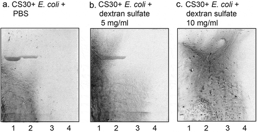 Figure 8. Effect of preincubation of CS30 expressing E. coli with saccharides. CS30 expressing E. coli were incubated with dextran sulfate (5 mg/ml and 10 mg/ml) in PBS for 2 h at room temperature. Thereafter the suspensions were utilized in the chromatogram binding assay. (a) binding of CS30 expressing E. coli alone, (b) binding of CS30 expressing E. coli incubated with heparan sulfate (5 mg/ml), and (c) binding of CS30 expressing E. coli incubated with heparan sulfate (10 mg/ml). The lanes were: Lane 1, sulfatide (SO3-Galβ1Cer), 4 μg: Lane 2, sulfatide, 2 μg: Lane 3, sulfatide, 0.8 μg: Lane 4, sulfatide, 0.4 μg. The glycosphingolipids were separated on aluminum-backed silica gel plates, using chloroform/methanol/water (60:35:8, by volume) as solvent system, and the binding assays were performed as described under “Materials and methods.” Autoradiography was for 12 h