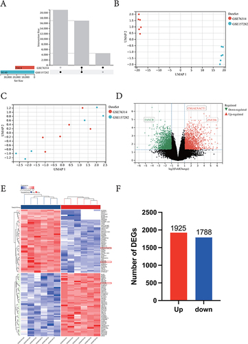 Figure 2 Identification of differentially expressed genes (DEGs). (A) The intersection of genes between GSE76314 and GSE157282. (B) UMAP before the batch correction of two datasets. (C) UMAP after the batch correction of two datasets. (D) Volcano plots of DEGs. Nodes in red represent upregulated genes, nodes in green represent downregulated genes, and black dots represent no significantly changed genes. (E) Heatmaps of DEGs. The legend on the top right indicates the log fold change of the genes. The horizontal axis represents each sample, and the vertical axis represents each gene. Blue and red colors represent low and high expression values, respectively. (F) Number of DEGs.