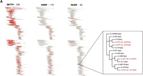 Figure 1. Phylogenetic trees showing the distribution of SARS-CoV-2 sequences containing the Q677H, S680F, and A626S spike substitutions. (A) Trees were generated using a total of 2,641,451 viral sequences downloaded from GISAID database on 3 September 2021. The Q677H, S680F, and A626S mutations were selected as representative S polymorphisms with high, medium, and low number of evolutionary occurrences, respectively. Above each tree, the estimated number of independent evolutionary occurrences of the substitution is given. Viral sequences containing the corresponding S polymorphisms are shown in red dots. An exploded view of part of the phylogenetic tree is shown, showing 4 independent occurrences of the A626S substitution.